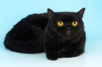 Picture of black british shorthair cat lying down