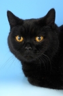 Picture of black british shorthair cat portrait