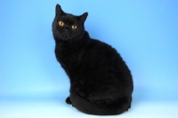 Picture of black british shorthair cat sitting