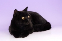 Picture of black british shorthair cat