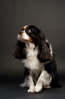 Picture of black, brown and white King Charles Spaniel on a black background