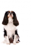 Picture of black, brown and white King Charles Spaniel isolated on a white background