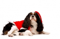 Picture of black, brown and white King Charles Spaniel isolated on a white background