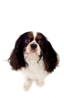Picture of Black, brown and white King Charles Spaniel isolated on a white background