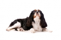 Picture of black, brown and white King Charles Spaniel isolated on a white background