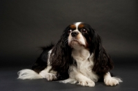 Picture of black, brown and white King Charles Spaniel on a black background
