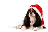 Picture of Black, brown and white King Charles Spaniel isolated on a white background wearing a Christmas outfit