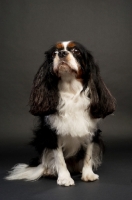 Picture of black, brown and white King Charles Spaniel on a black background