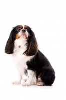 Picture of black, brown and white King Charles Spaniel isolated on a white background