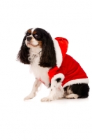 Picture of black, brown and white King Charles Spaniel isolated on a white background