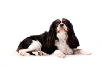 Picture of black, brown and white King Charles Spaniel isolated on a white background