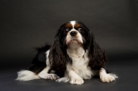 Picture of black, brown and white King Charles Spaniel on a black background