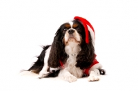 Picture of black, brown and white King Charles Spaniel isolated on a white background