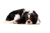 Picture of Black, brown and white King Charles Spaniel isolated on a white background