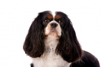 Picture of black, brown and white King Charles Spaniel isolated on a white background