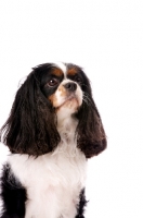 Picture of black, brown and white King Charles Spaniel isolated on a white background, three quarter view