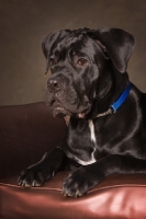 Picture of black Cane Corso on couch