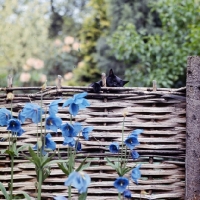 Picture of black cat at the top of a hurdle