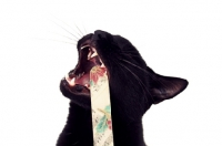 Picture of Black cat chewing on nail file