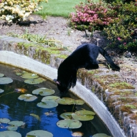 Picture of black cat drinking from a pond