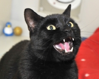 Picture of black cat hissing