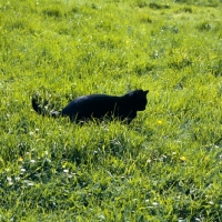 Picture of black cat hunting in grass