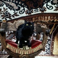 Picture of black cat in a chair