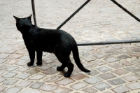 Picture of black cat in a cobbled street