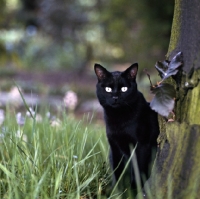 Picture of black cat in a garden