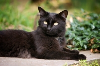 Picture of black cat in garden