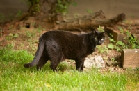 Picture of black cat in garden