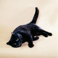 Picture of black cat in playful mood