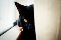 Picture of black cat laying behind curtain