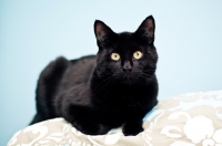 Picture of Black cat laying on bed