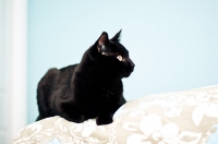 Picture of Black cat laying on bed