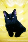 Picture of Black cat laying on yellow chair