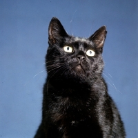 Picture of black cat looking hopeful