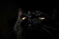 Picture of Black cat looking up in darkness