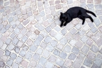 Picture of black cat lying in a cobbles street