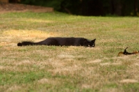 Picture of black cat lying in grass