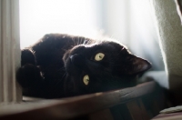 Picture of black cat lying near window