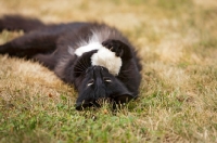 Picture of black cat lying on back