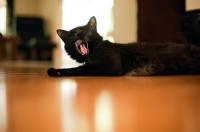 Picture of black cat lying on floor