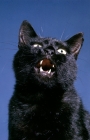 Picture of black cat meowing