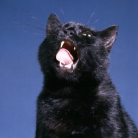 Picture of black cat meowing