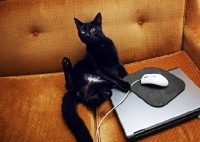 Picture of black cat messing around with computer