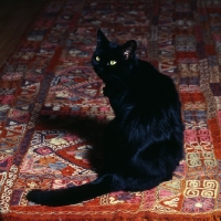 Picture of black cat on a colourful carpet