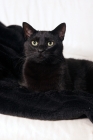 Picture of black cat on black blanket and white couch