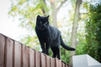Picture of black cat on fence