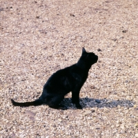 Picture of black cat on gravel
